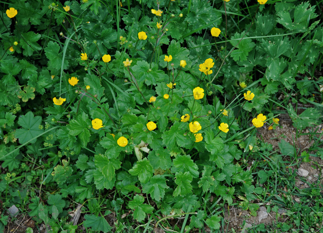 Image of Ranunculus oreophilus specimen.