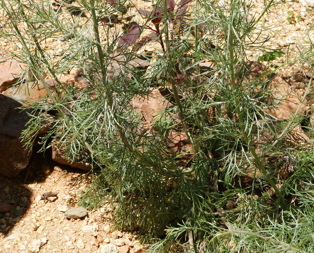 Image of genus Artemisia specimen.