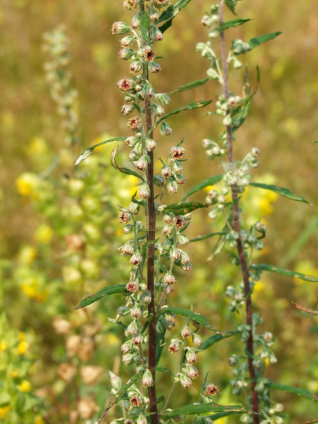 Изображение особи Artemisia integrifolia.