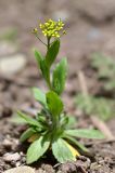 Draba nemorosa