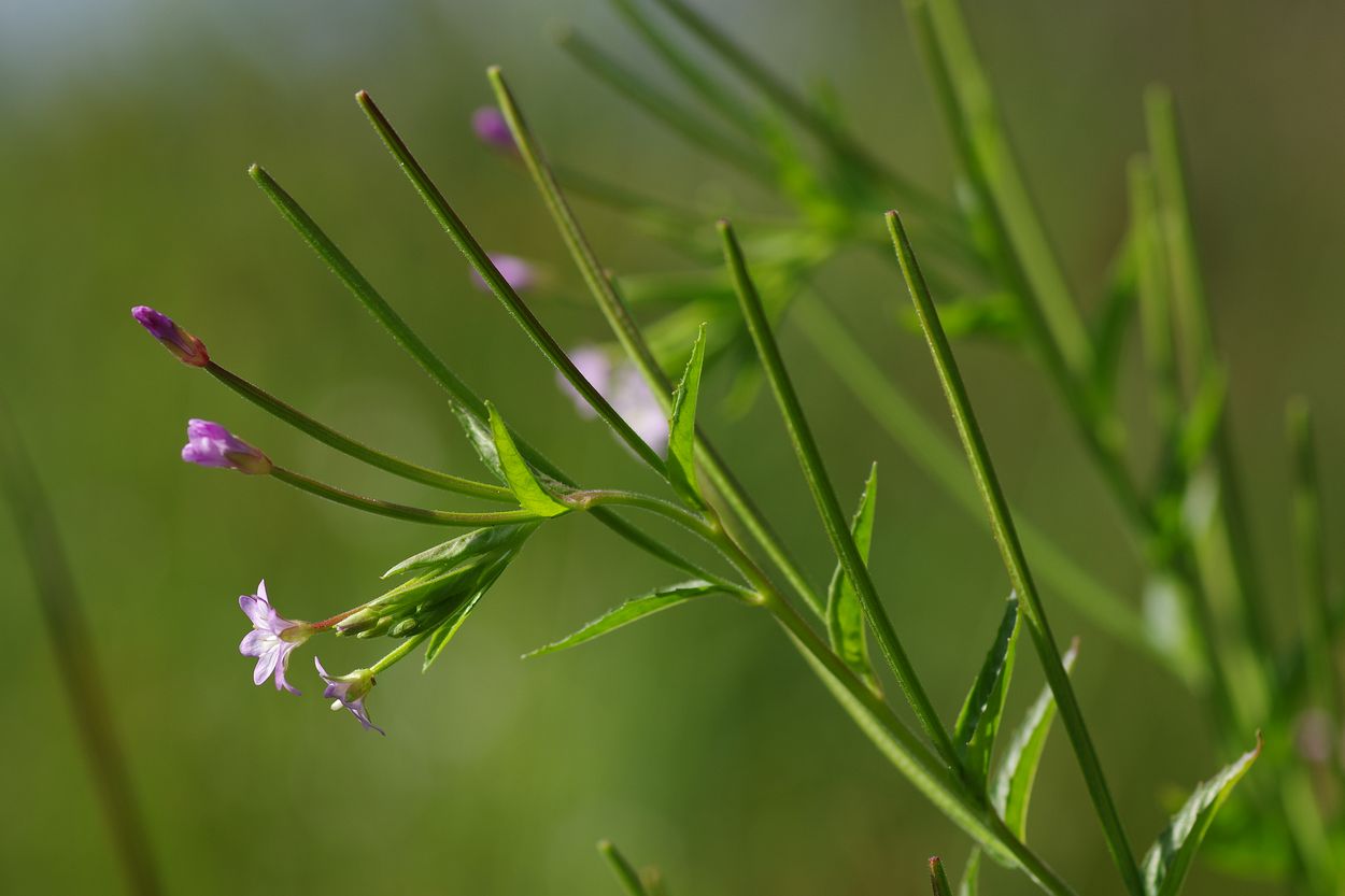 Изображение особи Epilobium adenocaulon.