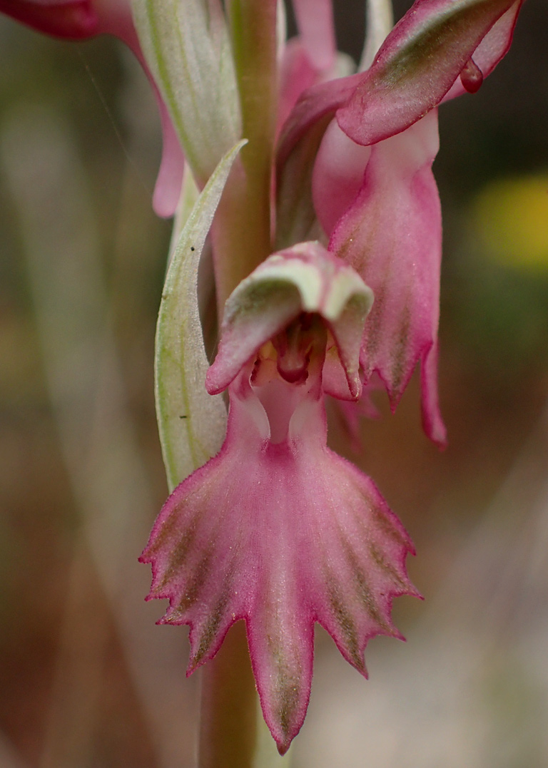 Image of Anacamptis sancta specimen.