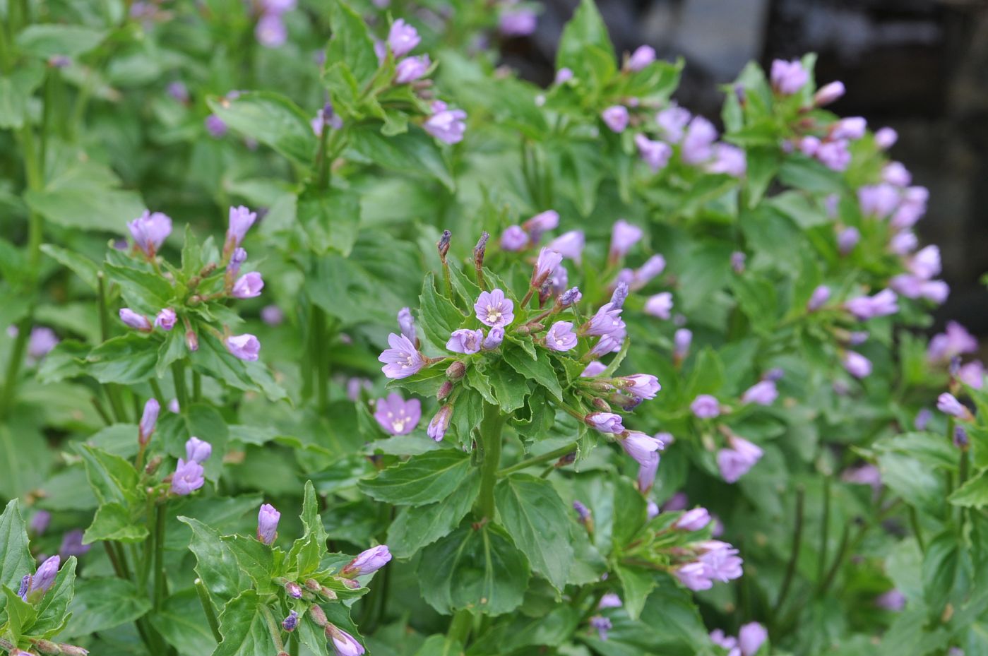 Image of genus Epilobium specimen.