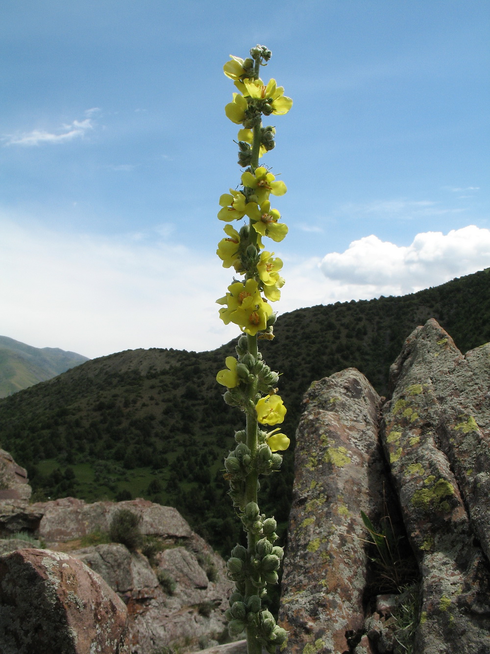 Image of Verbascum turkestanicum specimen.