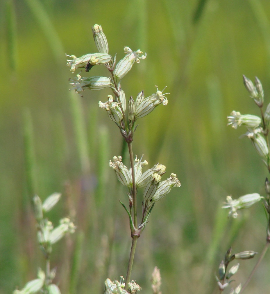 Image of Silene turczaninovii specimen.