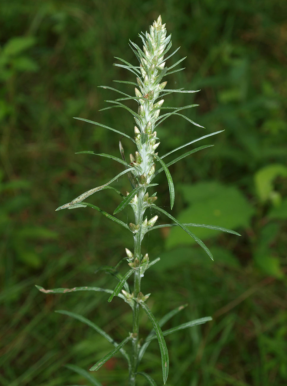 Image of Omalotheca sylvatica specimen.