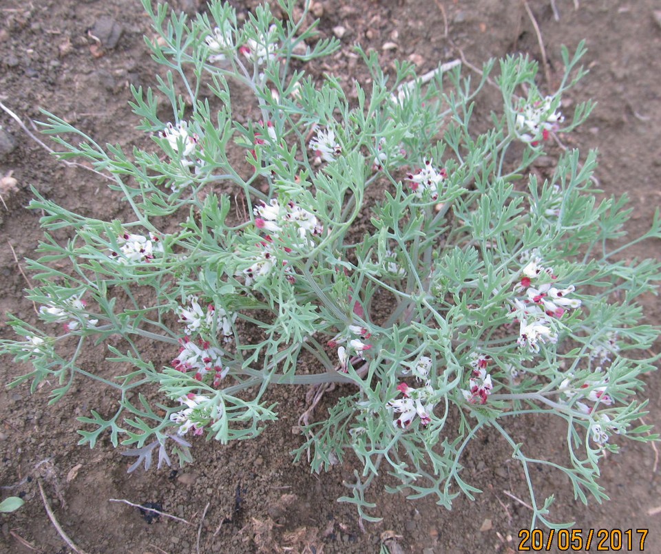 Image of Fumaria asepala specimen.