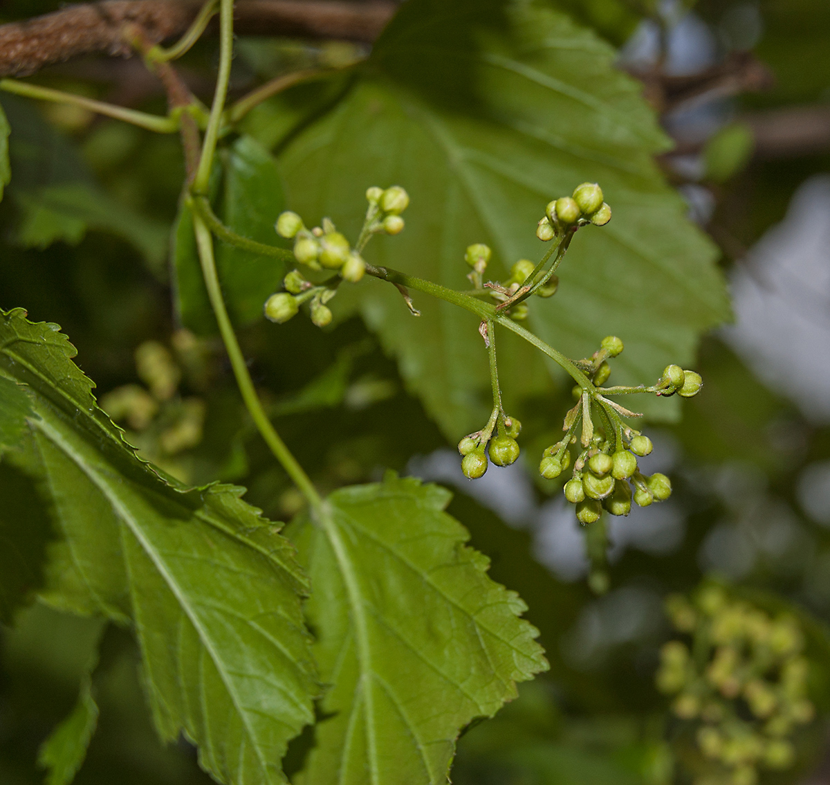 Image of Acer tataricum specimen.