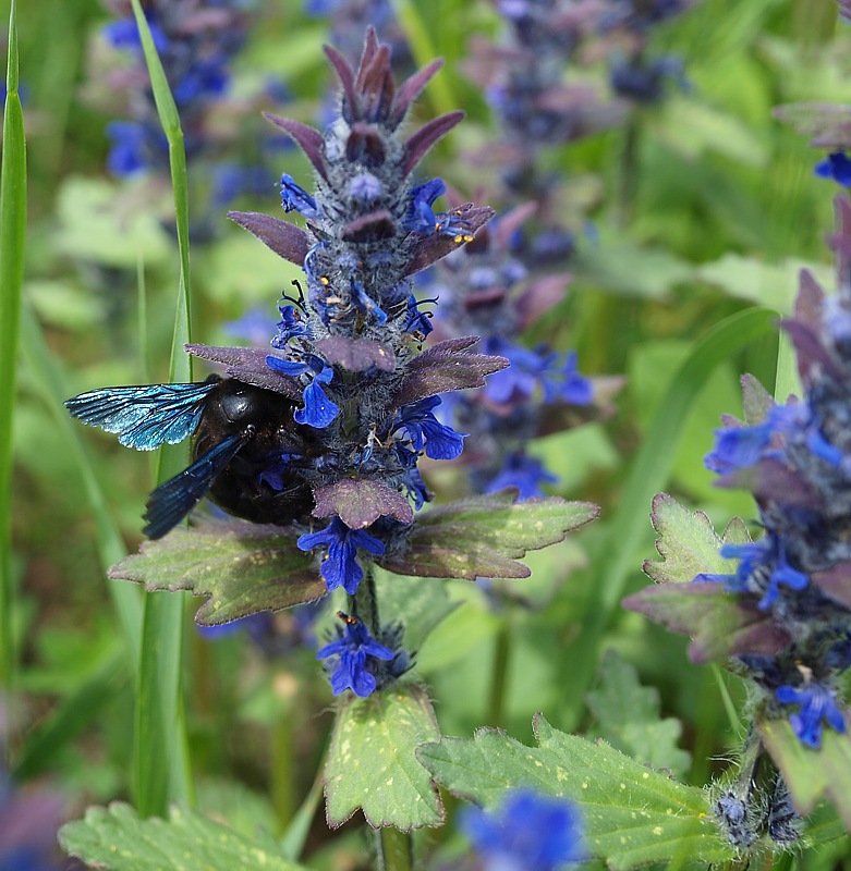 Изображение особи Ajuga genevensis.