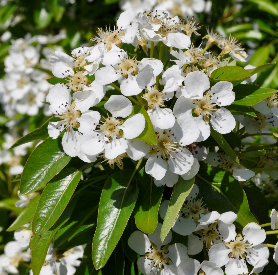 Image of Pyrus syriaca specimen.