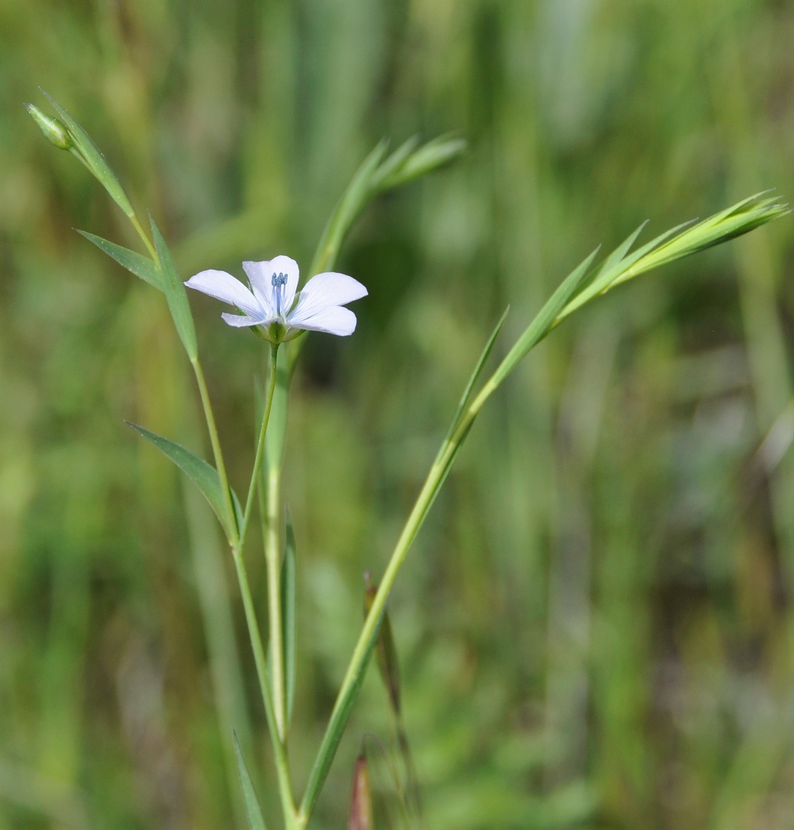 Image of Linum bienne specimen.