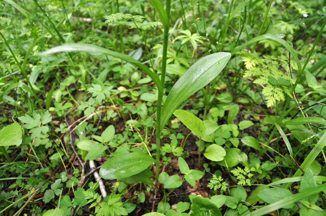 Image of Dactylorhiza fuchsii specimen.