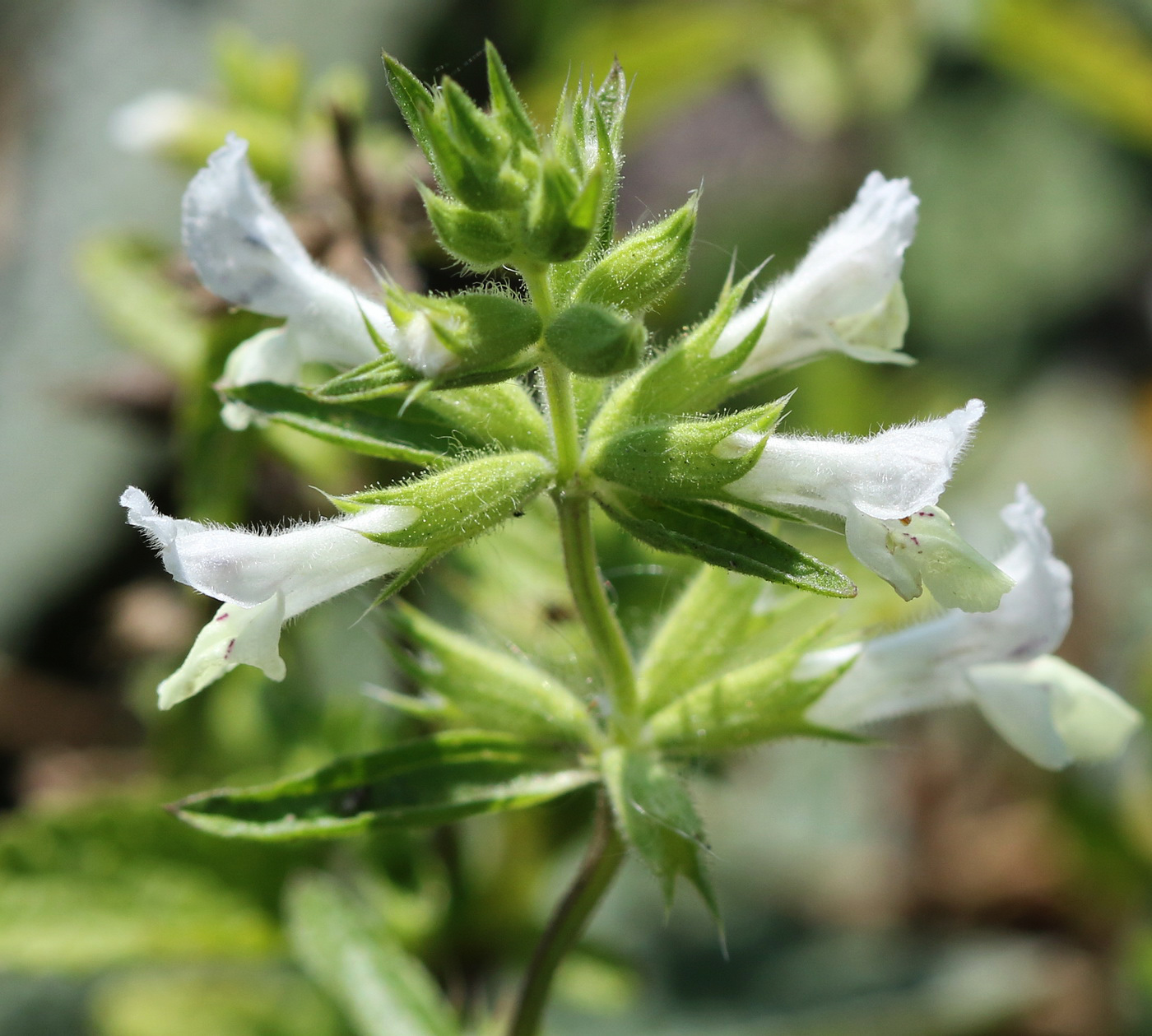 Image of Stachys annua specimen.