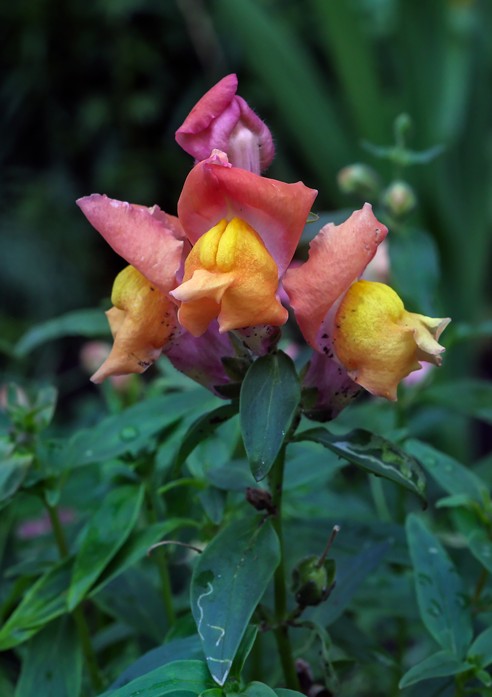 Image of Antirrhinum majus specimen.