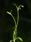 Смотреть изображение Montia fontana
