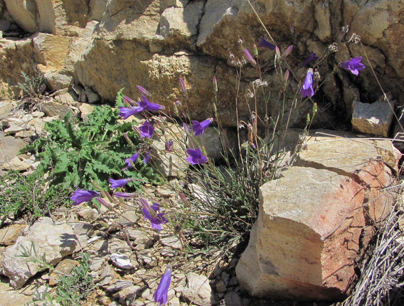 Image of Campanula daghestanica specimen.