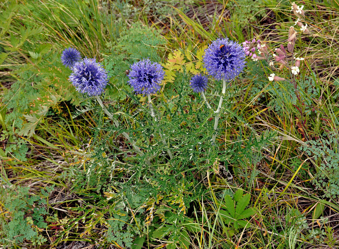 Изображение особи Echinops ruthenicus.