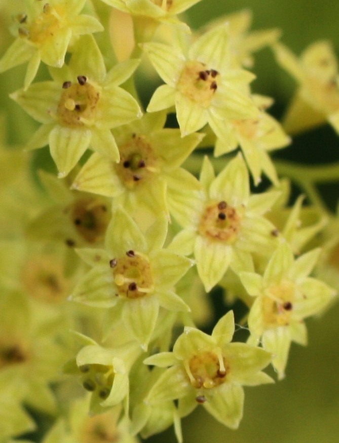 Image of Alchemilla amphipsila specimen.