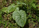 Caladium bicolor. Вегетирующее растение. Таиланд, провинция Пханг Нга, Бан Нам Кхем, опушка на кокосовой плантации. 03.10.2019.