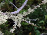 Ramalina roesleri