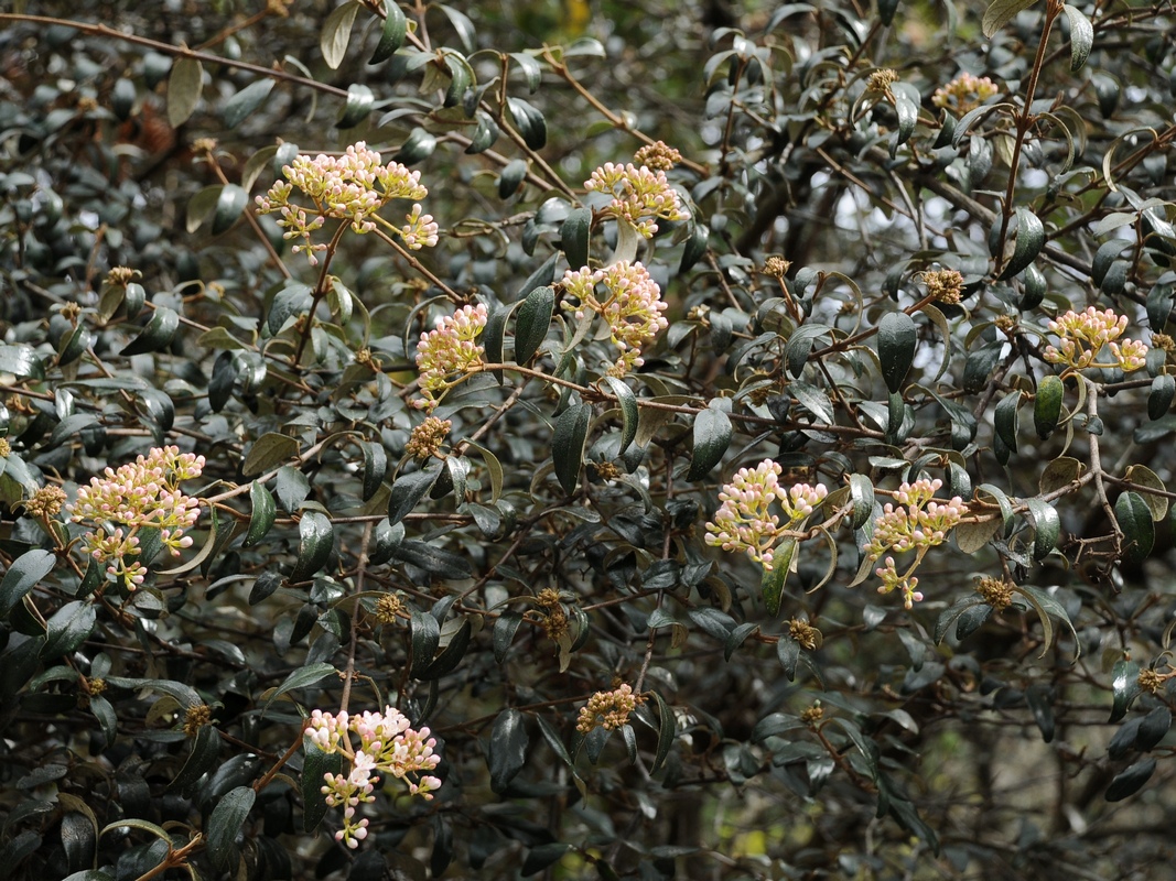 Image of Viburnum utile specimen.