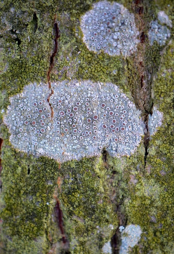 Изображение особи Lecanora chlarotera.