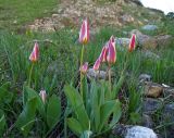 Tulipa berkariensis