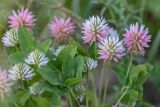 Trifolium ambiguum