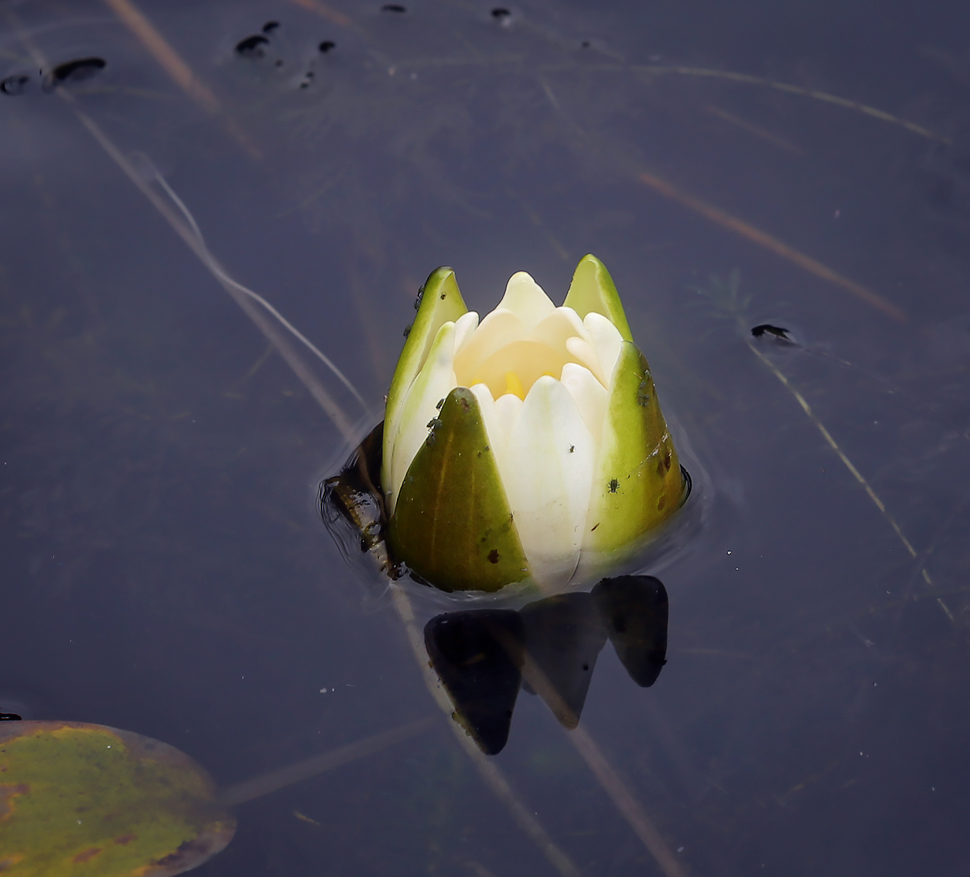 Image of Nymphaea candida specimen.