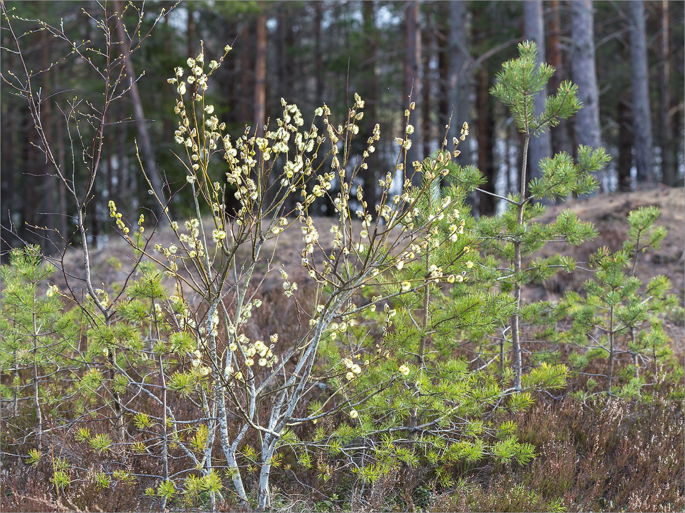 Изображение особи Salix caprea.