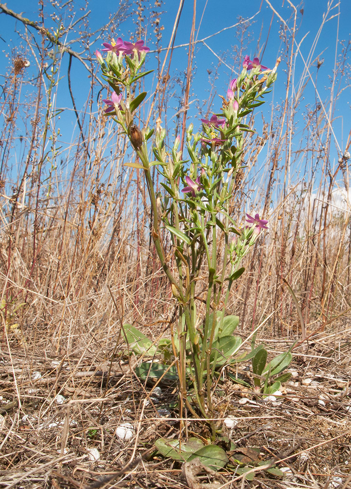 Image of Centaurium erythraea ssp. turcicum specimen.