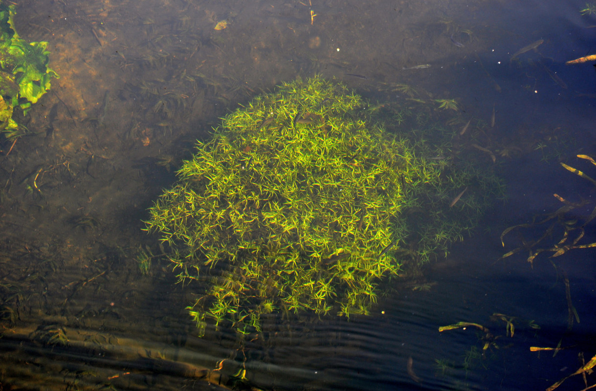 Image of genus Callitriche specimen.