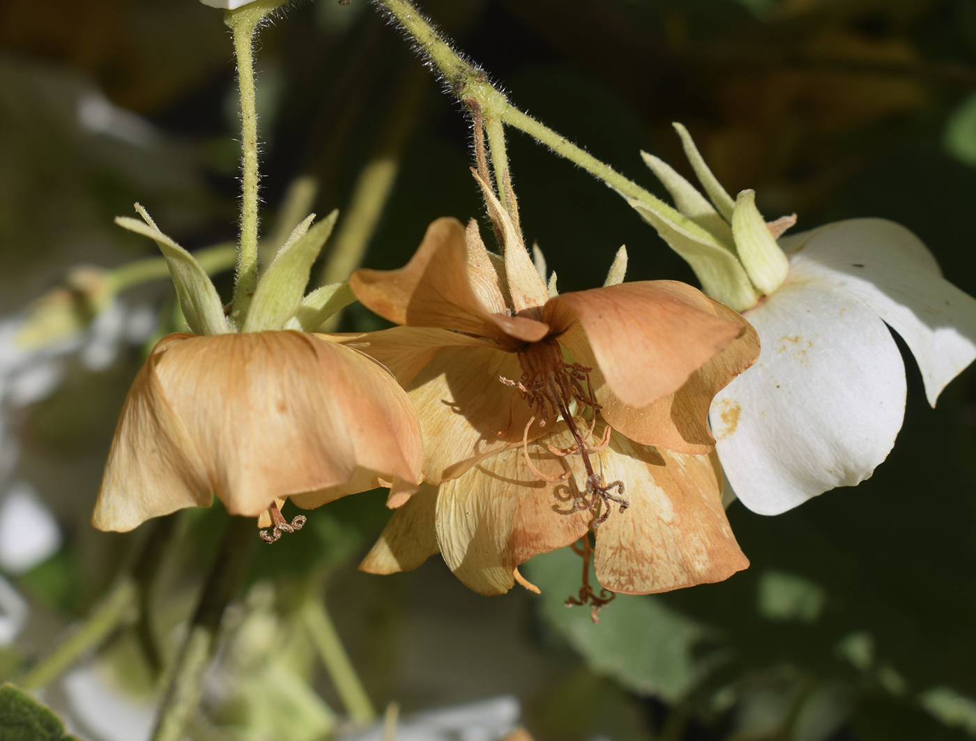 Image of Dombeya tiliacea specimen.