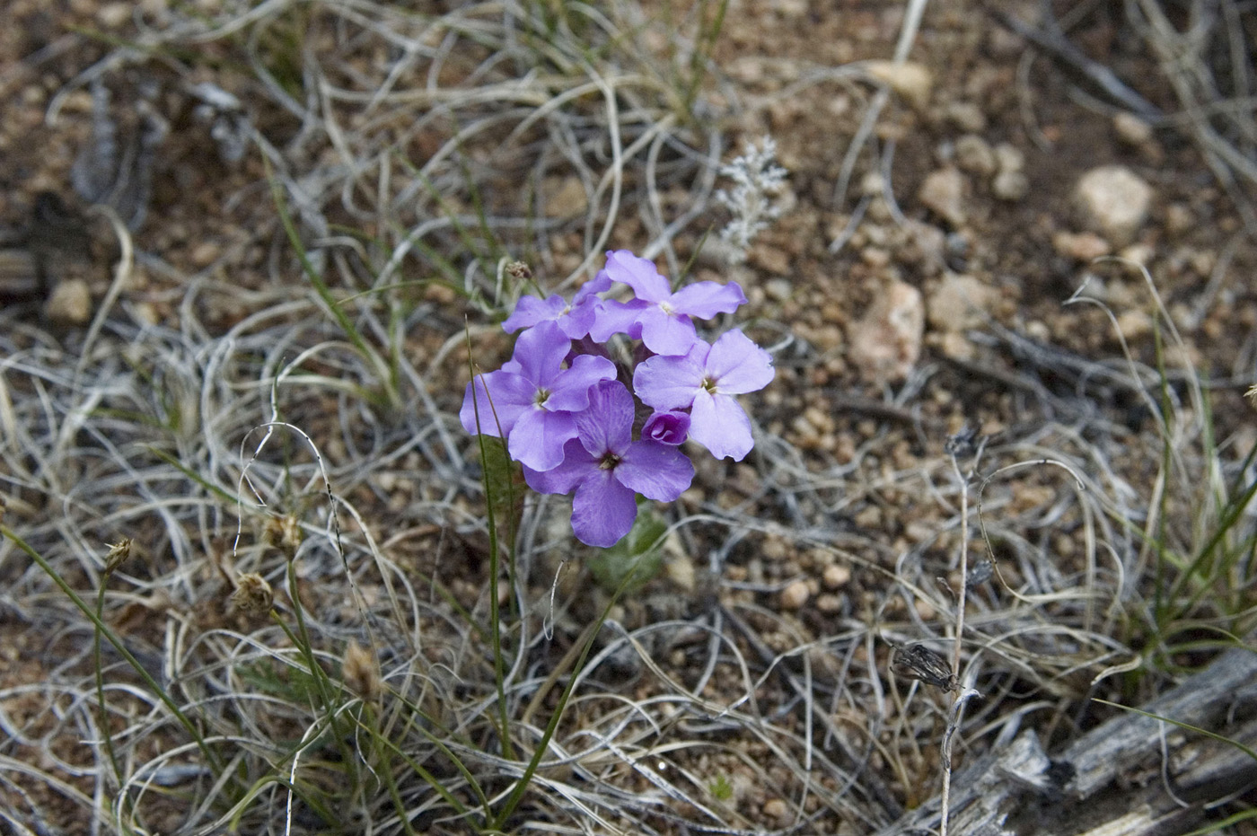 Image of Clausia aprica specimen.