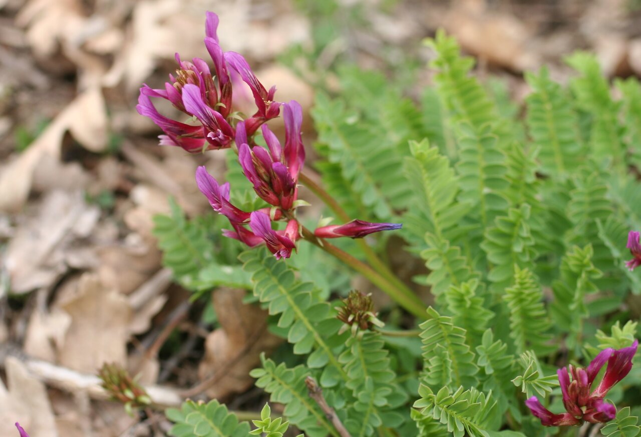 Image of Astragalus monspessulanus specimen.