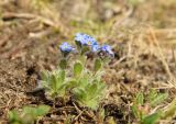 семейство Boraginaceae. Цветущее растение. Красноярский край, г. Норильск, окр. р-на Талнах, на склоне горы. 24.06.2021.