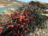 Ephedra foeminea. Плодоносящее растение. Греция, Эгейское море, о. Сирос, юго-восточное побережье, пустынный высокий берег, на ограждении, сложенном из незакреплённых камней. 20.04.2021.