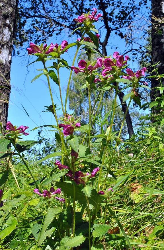 Image of Pedicularis resupinata specimen.