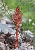 Orobanche kurdica. Цветущее растение (паразитирует на Bilacunaria microcarpos). Дагестан, Левашинский р-н, окр. с. Цудахар, известняковый склон. 20 июня 2021 г.