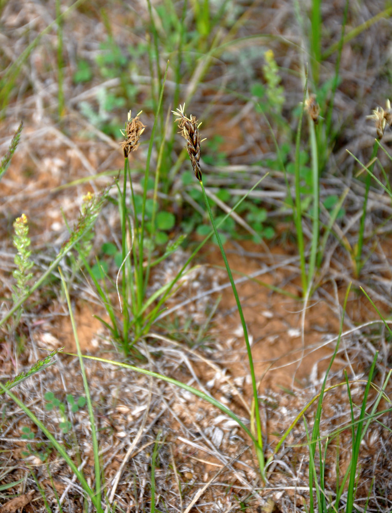 Image of Carex stenophylla specimen.