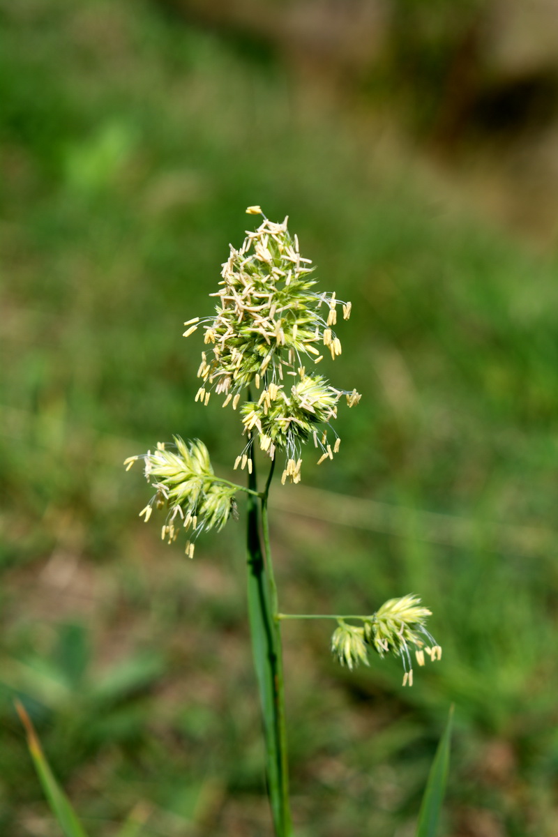 Изображение особи Dactylis glomerata.