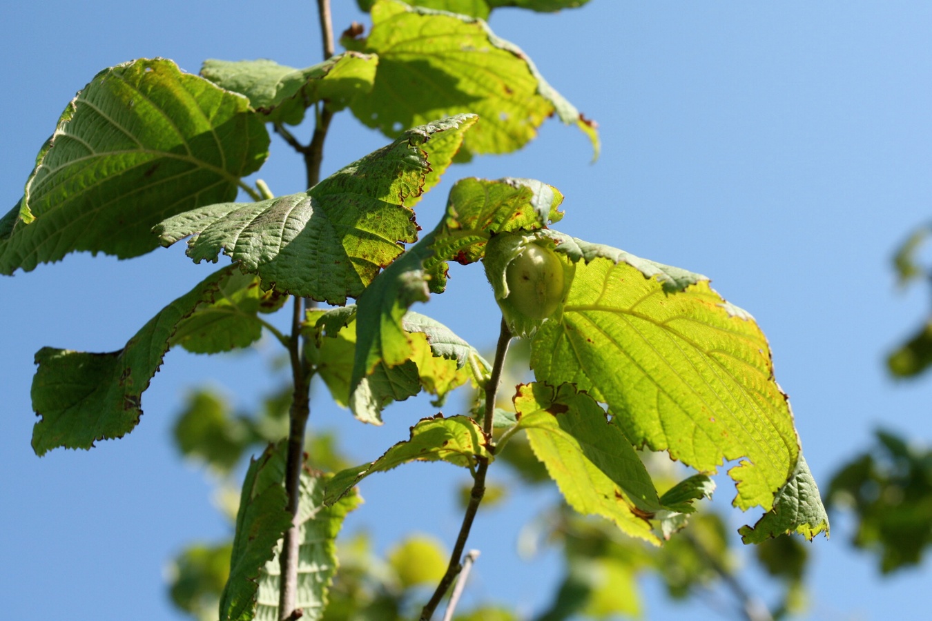 Image of Corylus avellana specimen.