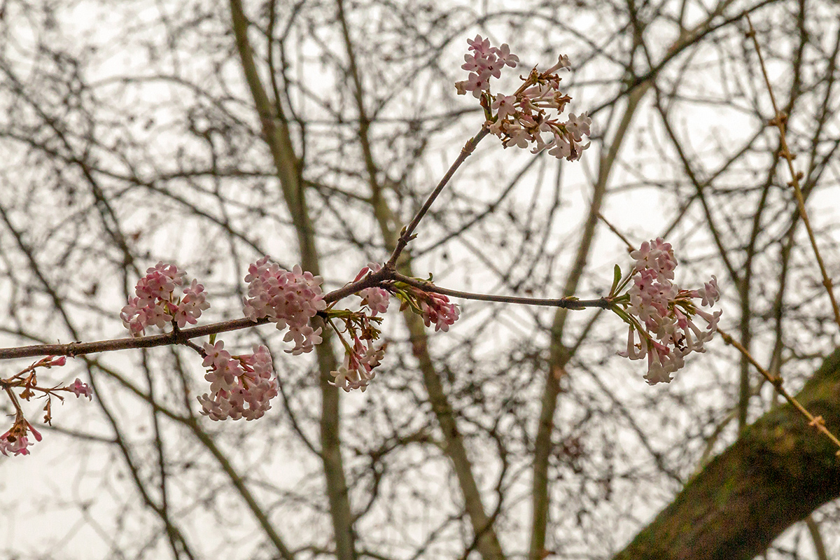 Image of Viburnum farreri specimen.