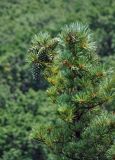 Pinus koraiensis