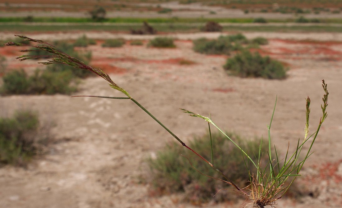 Изображение особи семейство Poaceae.