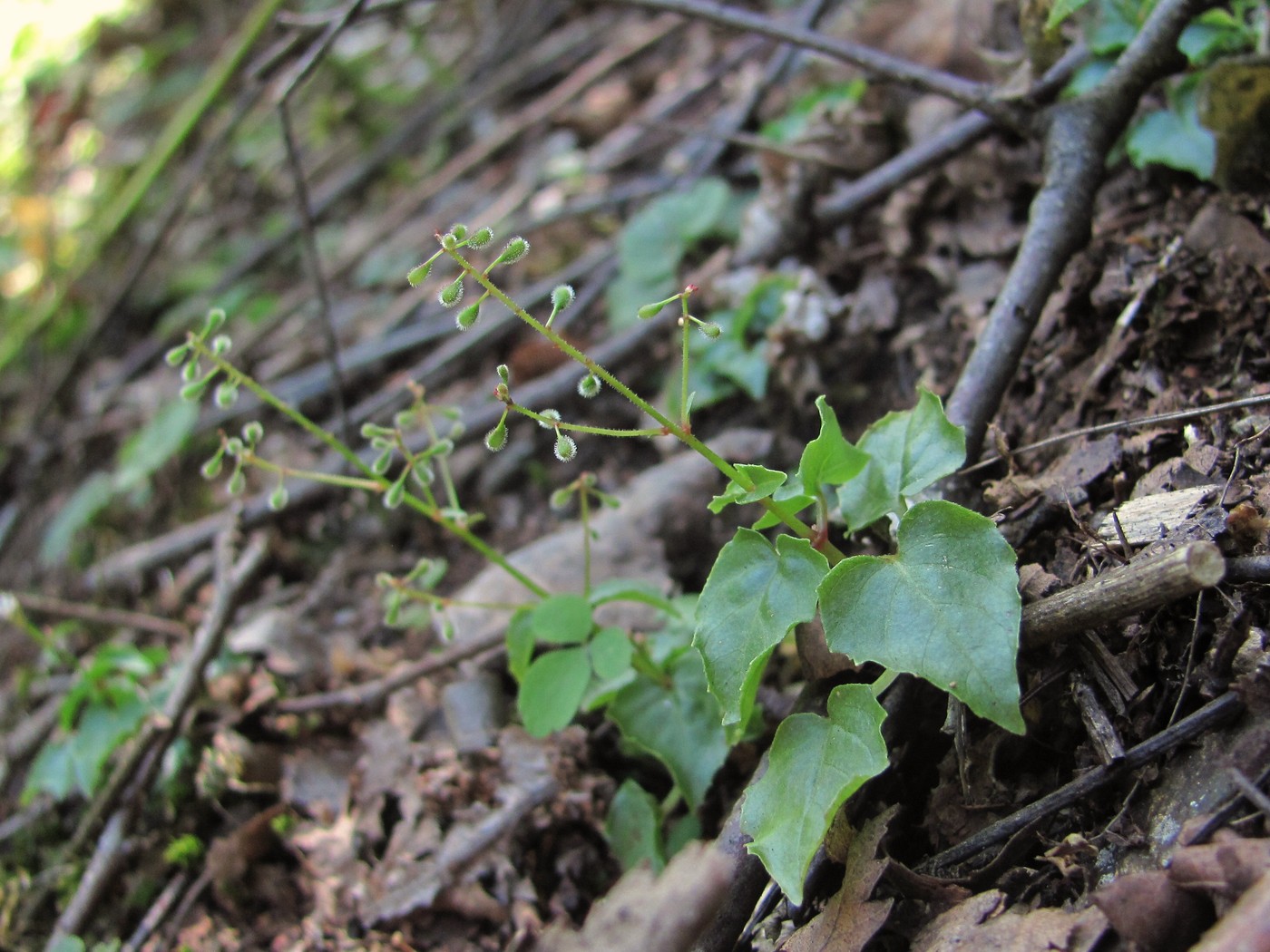 Image of Circaea alpina specimen.