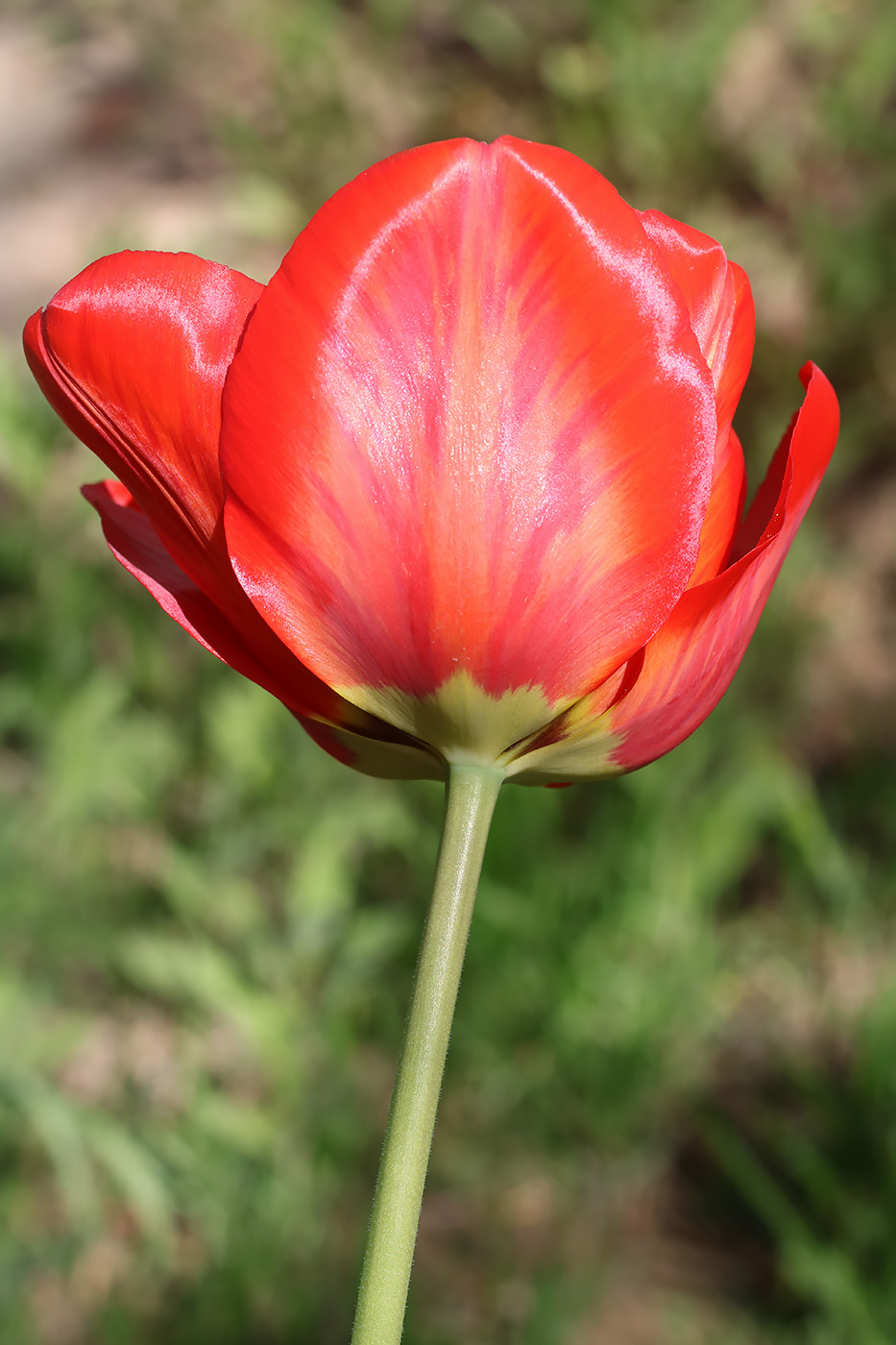 Изображение особи Tulipa fosteriana.