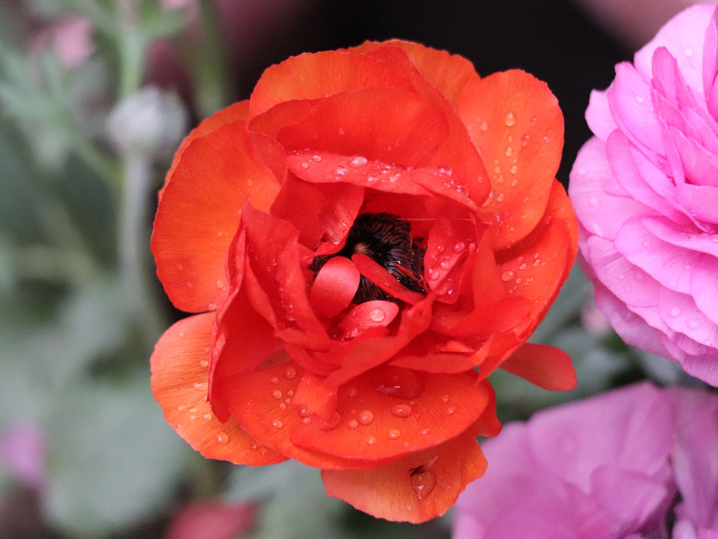 Image of Ranunculus asiaticus specimen.