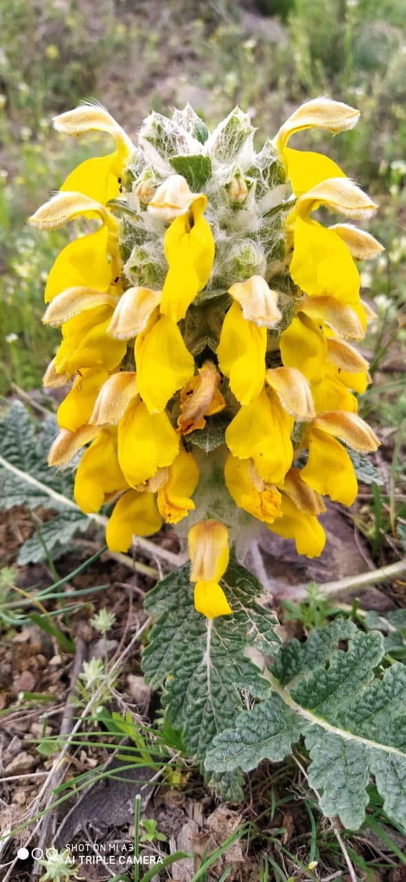 Image of Phlomoides speciosa specimen.