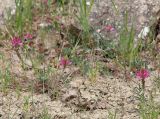 Onobrychis dielsii. Цветущее растение. Дагестан, Табасаранский р-н, окр. с. Гелинбатан, остепнённый склон. 5 мая 2022 г.